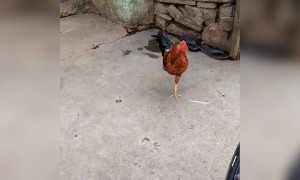 ಒಂಟಿ ಕಾಲಿನ ಕೋಳಿಯ ಕಥೆ ಖಂಡಿತ ನಗ್ತೀರಾ
