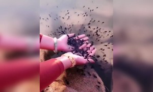 ಖಂಡಿತವಾಗಿಯೂ ನಿಮಗೆ ಇಷ್ಟವಾಗುತ್ತದೆ ನೋಡಿ .....!!!