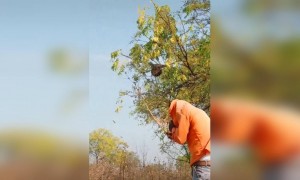 ಗೋ ಕೋರೋನ ,ಕೊರೋನಾ ಗೋ