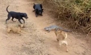 ಉಡ ಮತ್ತು ನಾಯಿಗಳ ಜಗಳ