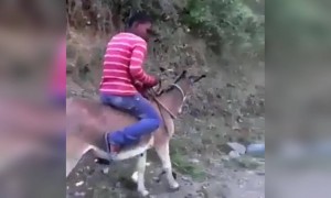 ಈ ಕತ್ತೆ ಸವಾರಿಯನ್ನು ಒಮ್ಮೆ ನೋಡಿ