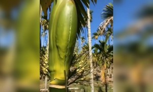 ಹೊಂಬಾಳೆ ನೋಡಿ ಎಷ್ಟು ಸುಂದರವಾಗಿದೆ ......!!!!
