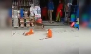 ಪಾಪ ಬೆಸ್ತು ಬಿದ್ದ ನಾಯಿ ....!!!