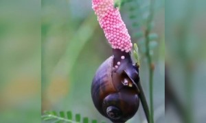 ಬಸವನ ಹುಳು ಹೇಗೆ ಮೊಟ್ಟೆ ಇಡುತ್ತದೆ ನೀವೇ ನೋಡಿ