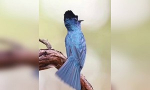 ಹಕ್ಕಿಗಳ ಚಿಲಿಪಿಲಿ ಒಮ್ಮೆ ಕೇಳಿ...