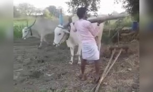 ಕಾಮಧೇನು .....!!!!