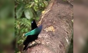 ಈ ಪಕ್ಷಿಯ ಆಕ್ರಣಕಾರಿ ಶಕ್ತಿ ನೋಡಿ