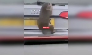 ಕೋತಿಗಳು ಸ್ಟ್ರಾಂಗ್ ಇರ್ತಾವೆ ...!!!