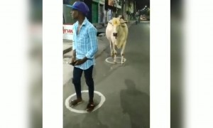 ಜನರ ಪರಿಸ್ಥಿತಿ ಹಸುವಿಗೂ ಗೊತ್ತಾಗಿದೆ ....!!