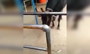 ಮೂರು ಕೊಂಬು, ಮೂರು ಕಣ್ಣು...!!!