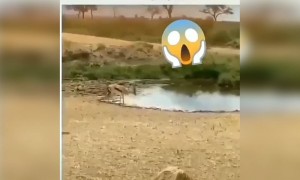 ಶಕ್ತಿಗಿಂತ ಯುಕ್ತಿ ಮೇಲು ...!!!