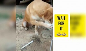 ಮೂಕ ಪ್ರಾಣಿಗಳಿಗೂ ಕೋರೋನ ಬಗ್ಗೆ ತಿಳಿದಿದೆ .....!!!!