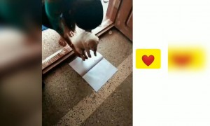 ಪ್ರಾಣಿ ಪ್ರಿಯರು ....!!
