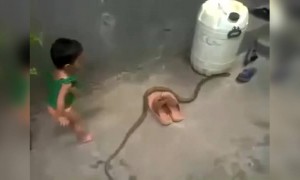 ಅಬ್ಬಾ ಈ ಮಗು ಯಾರ ಜೊತೆ ಆತ ಆಡ್ತಿದೆ ನೋಡಿ ....!!!