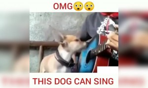 ನಾಯಿ ಎಷ್ಟು ಚೆನ್ನಾಗಿ ಹಾಡ್ತಿದೆ ನೋಡಿ ....!!!