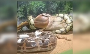 ಹಸುವನ್ನೇ ತಿಂದ ಹೆಬ್ಬಾವು ,,,,!!!