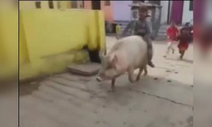 ಹಂದಿ ಸವಾರಿ ....!!