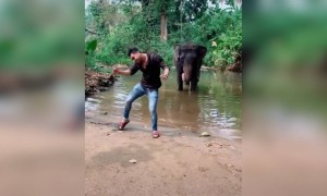 ಕೊನೆಗೆ ಆನೇನೂ ಟಿಕ್ ಟಾಕ್ ಮಾಡೋಕೆ ಶುರು ಮಾಡಿದೆ