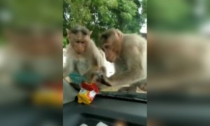 ಪ್ರಾಣಿಗಳಿಗೆ ಈ ತೊಂದ್ರೆ ಮಾತ್ರ ಕೊಡ್ಬೇಡಿ .....!!!