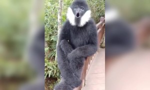 ಈ ಕೋತಿ ಹೇಗೆ ಕೂಗುತ್ತದೆ ನೋಡಿ
