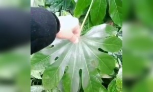 ಎಲೆಯ ಮೇಲೆ ಮಂಜು ಹೇಗೆ ಶೇಖರವಾಗಿದೆ ನೋಡಿ