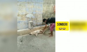 ಸೋಂಬೇರಿ ನಾಯಿ