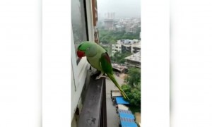 ಆಚೆ ಹೋಗಿ ಮನೆಗೆ ಮರಳಿದ ಗಿಣಿ