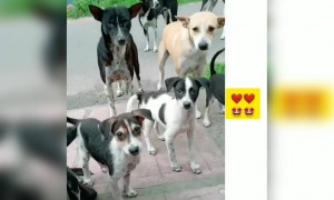 ಪ್ರಾಣಿಯೇ ಆಗಲಿ ಮನುಷ್ಯನೇ ಆಗಲಿ ತಾಯಿ ಪ್ರೀತಿ ಒಂದೇ .....!!