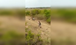 ಕಾಡುಹಂದಿಯನ್ನೇ ಹಿಡಿದ ಭೂಪ ....!!