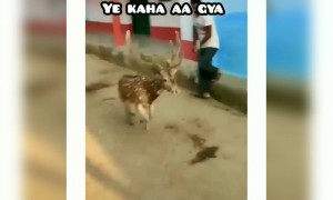 ಕಾಡಿನಿಂದ ನಾಡಿಗೆ ಬಂದ ಜಿಂಕೆಗಳು