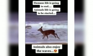 ಪ್ರಾಣಿಗಳು ಸಂತೋಷದಿಂದ ಓಡಾಡುವ ಸಮಯ ಬಂದಿದೆ