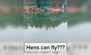 ಕೋಳಿಗಳು ಹಾರಾಡುತ್ತವೆಯೇ....??