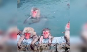 ಪ್ರಯುಕ್ತ ಇವರದ್ದೇ ರಾಜ್ಯಬಾರ ....!!!