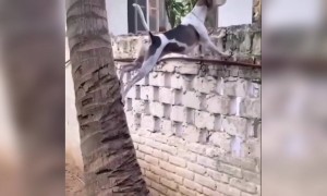 ತನ್ನ ಲವರ್ ಗಾಗಿ ಕಾಂಪೌಂಡ್ ಹತ್ತಿದ ನಾಯಿ ....!!!