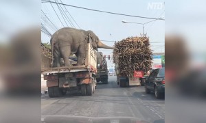 ಆನೆಗಳಿಗೆ ಯಾವಾಗ್ಲೂ ಹೊಟ್ಟೆ ಹಸಿತಾನೆ ಇರುತ್ತೆ ....!!!