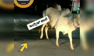 ಕನ್ನಡ ಮಾಧ್ಯಮ vs ಇಂಗ್ಲಿಷ್ ಮಾಧ್ಯಮ