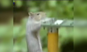 ಈ ಬುದ್ದಿವಂತ ಅಳಿಲನ್ನು ನೋಡಿ ....!!!