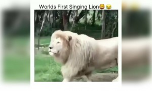 ಹಾಡುವ ಸಿಂಹ ಹೇಗಿದೆ ನೋಡಿ .....!!!