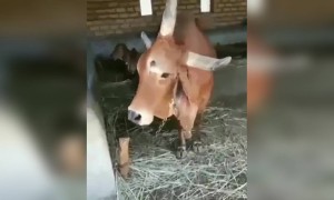 ಮೂರು ಕಣ್ಣು ಮೂರು ಕೊಂಬಿನ ಬಸವ ಶೇರ್ ಮಾಡಿ ....!!