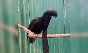 ಗಿಣಿ ಜಾತಿಗೆ ಸೇರಿದ ಅಪರೂಪದ ಪಕ್ಷಿ