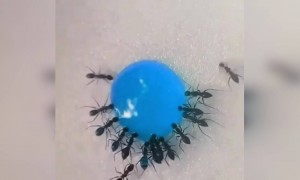 ಇರುವೆಗಳ ಟೀಮ್ ವರ್ಕ್ ಹೇಗಿದೆ ನೋಡಿ
