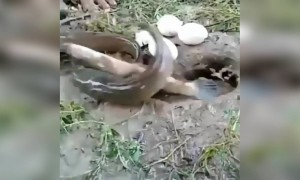 ಬಿಲದಲ್ಲಿ ಇರುವ ಮಿನುಗಳನ್ನ ಹೇಗೆ ಹಿಡಿಬೇಕು ಗೊತ್ತಾ ....???