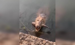 ಆ ಮೊಸಳೆಯ ಶಬ್ದ ಕೇಳುದ್ರೆನೇ ಭಯ ಆಗುತ್ತೆ