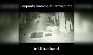 ಜನರನ್ನು ಹುಡುಕಿಕೊಂಡು ನಾಡಿಗೆ ಬಂದ ಚಿರತೆ ....!