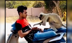 ಕೊನೆಯಲ್ಲಿ ಕೋತಿಗೂ ಬೇಜಾರ್ ಅಗೋಯ್ತು ...
