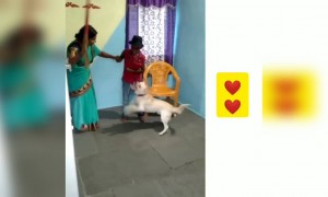 ಶ್ವಾನಗಳ ನಿಷ್ಠೆ , ಪ್ರೀತಿ , ಹೇಗಿರುತ್ತೆ ನೋಡಿ .....