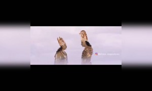 ಚಾಲೆಂಜಿಂಗ್ ಸ್ಟಾರ್ ದರ್ಶನ......