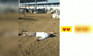 ತನ್ನೊಡೆಯನಿಗೆ ಈ ಹಸು ಎಷ್ಟು ಪ್ರೀತಿ ತೋರುತ್ತದೆ ನೋಡಿ