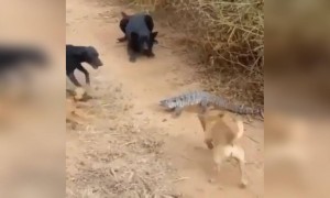 ಹೇಗಿದೆ ಈ ಮಸ್ತ್ ಫೈಟಿಂಗ್ ....??
