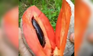 ಒಂದೇ ಬೀಜವುಳ್ಳ ಸಪೋಟ ಹಣ್ಣು